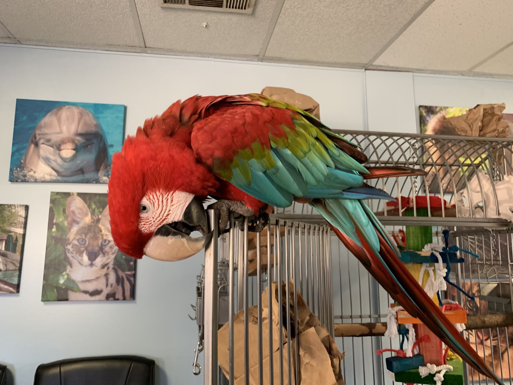 Six Flags Macaw
